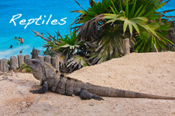 Wildlife Reptiles